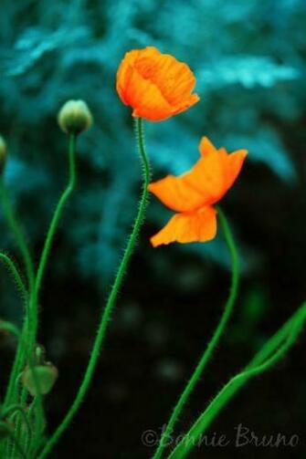 Orange Flower Teal Background Flowers