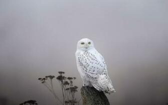 Cute Snowy Owl Wallpaper