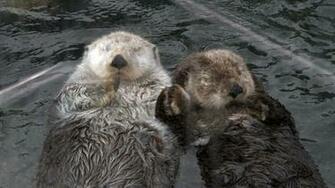 Sea Otter Wallpaper