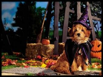 Happy Halloween Cynthia Selahblue Cynti19 Wallpaper