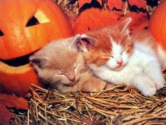 Petits Chats Endormis Pr S Des Citrouille D Halloween