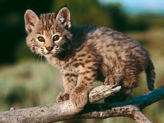 Baby Animal Wallpaper Pictures