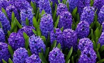 Hyacinth Wallpaper High Quality