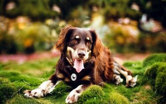 Beautiful Australian Shepherd Wallpaper