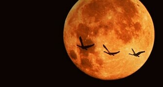Harvest Moon What S It
