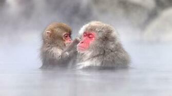 Japanese Macaque Wallpaper X Net
