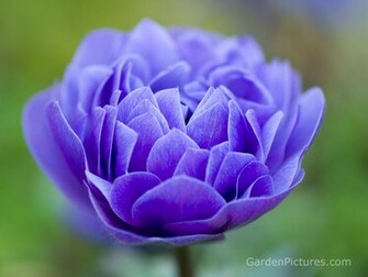 Flowers Wallpaper Pictures Of
