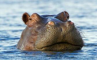 Hippo Wallpaper Computer Background