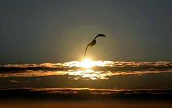 Seagull Wallpaper