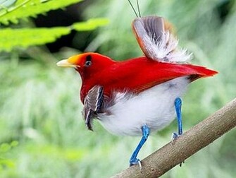 HD Wallpaper Pictures Of Birds Paradise