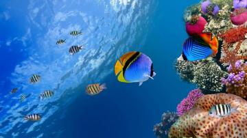 Marine Fish Wallpaper