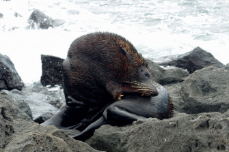 Southern Fur Seal Wallpaper