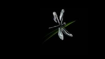 Wallpaper Dragonfly Smoke Match Black White Minimalism