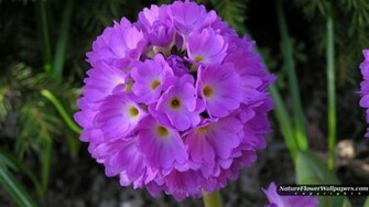 Purple Primula Denticulata Wallpaper Resolution
