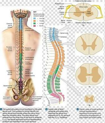 Spinal Nerve Cord Vertebral Column Root Anatomy