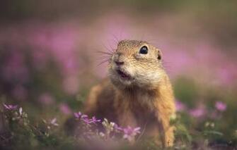 Wallpaper Look Flowers Portrait Muzzle Pink Background Gopher