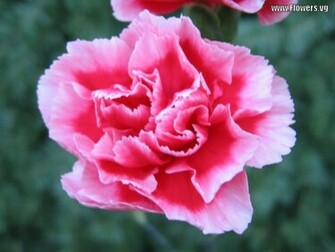 Carnation Wallpaper Whitered