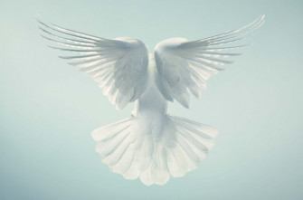 White Dove Wallpaper