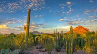 Arizona Desert Cactus Wallpaper At Wallpaperbro