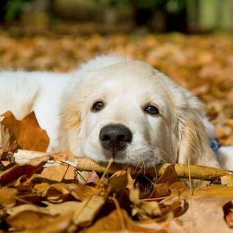 Golden Retriever Pup