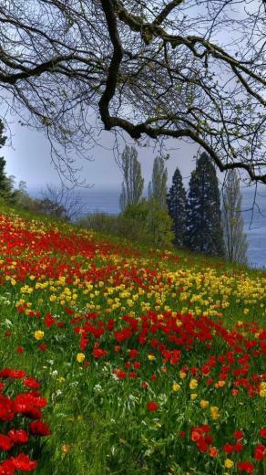 Spring Flower iPhone HD Wallpaper