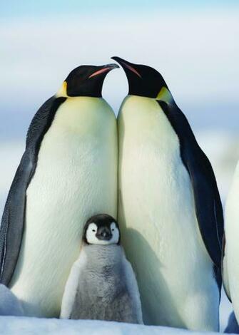 K Penguins Lessons Tes Teach