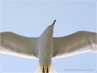 Seagull Wallpaper The Animal Kingdom