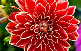 Red Dahlia Wallpaper HD