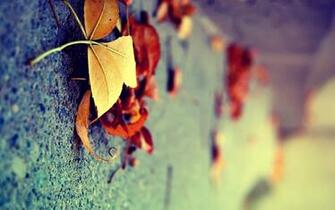 Of Cold Weather Wallpaper The Golden Time Autumn For Desktop