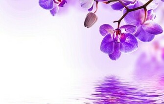 Orchid Purple Water Reflection Flowers Beautiful