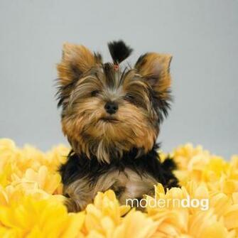 Yorkies Wallpaper Weddingdressin