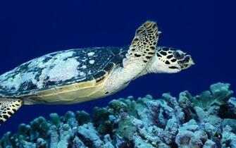 Water Tortoise HD Image Baltana