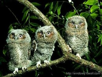 Owl Windows Wallpaper