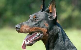 Doberman Pinscher Computer Wallpaper Desktop Background