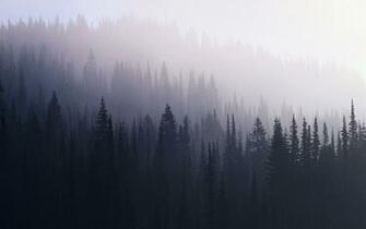 Dark Forest Wallpaper HD In