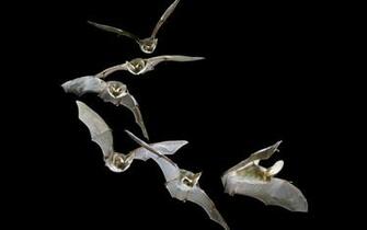 Bats Computer Wallpaper Desktop Background Id