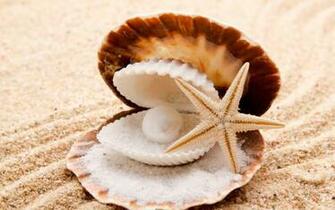 Sand Beaches Shell Clam Wallpaper