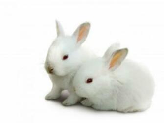 Baby Bunny Wallpaper HD Net
