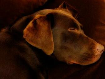 Brown Image Chocolate Labrador HD Wallpaper And