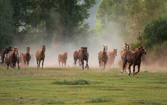 Horse Running Fast In Ground Image HD Wallpaper