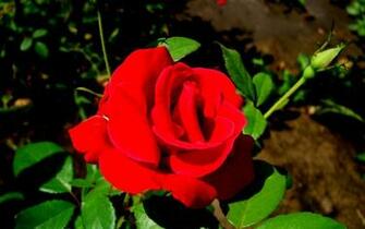 Phool Wallpaper Pictures