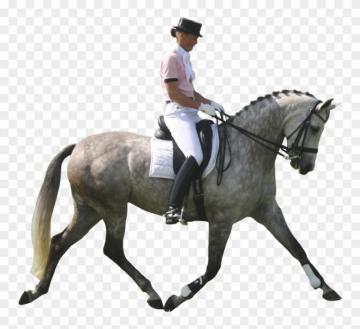 Andalusian Horse Pony Dressage Show Jumping Equestrianism