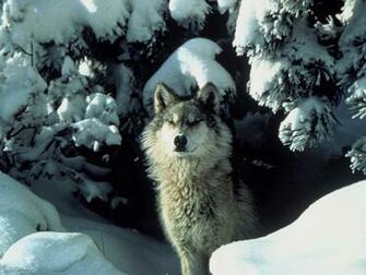 Lobo En La Nieve Fondos De Pantalla Imagenes HD Gratis