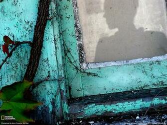 Green Window Frame Picture Silhouette Wallpaper National Geographic