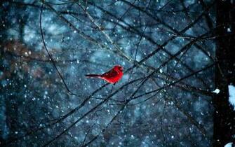 Red Bird In Snowflakes Wallpaper By Ladygaga Revelwallpaper Net
