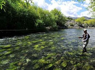 Trout Fly Fishing Wallpaper Fish