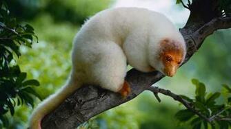 Cuscus Bing Wallpaper