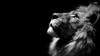 Lion Wallpaper On