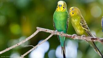Parakeet Budgie Parrot Bird Tropical Wallpaper HD
