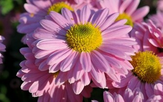 Desktop Wallpaper Flowers HD Background